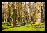 Keukenhof Hollandia 079